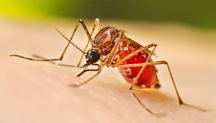 ডেঙ্গুতে একদিনে আরও ৬ মৃত্যু, ৬৪৭ জন হাসপাতালে ডেঙ্গুতে একদিনে আরও ৬ মৃত্যু, ৬৪৭ জন হাসপাতালে