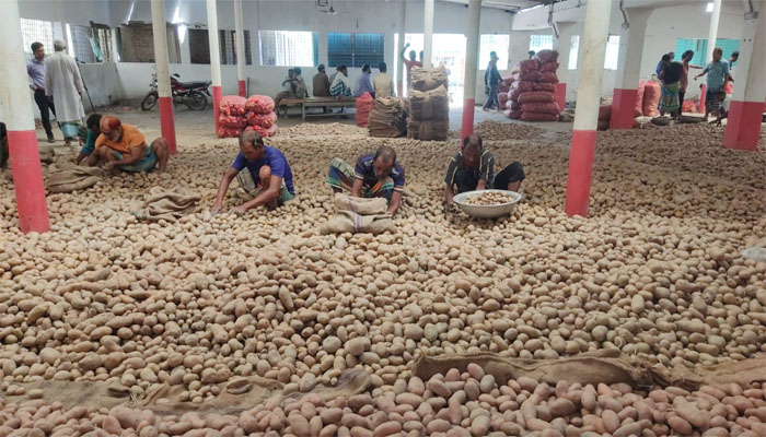 মুন্সীগঞ্জে প্রায় ৪ লাখ মেট্রিক টন আলু মজুদ, লোকসানের আশঙ্কায় কৃষকরা মুন্সীগঞ্জে প্রায় ৪ লাখ মেট্রিক টন আলু মজুদ, লোকসানের আশঙ্কায় কৃষকরা