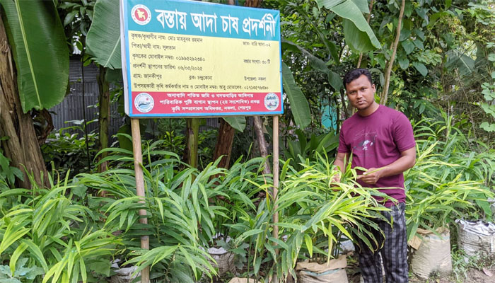 নকলায় অনাবাদি পতিত জমিতে বস্তায় আদা চাষে ঝুঁকছে কৃষক নকলায় অনাবাদি পতিত জমিতে বস্তায় আদা চাষে ঝুঁকছে কৃষক