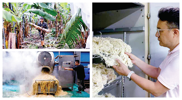 কলাগাছ দিয়ে কাপড় বানিয়ে তাক লাগাচ্ছে তাইওয়ান কলাগাছ দিয়ে কাপড় বানিয়ে তাক লাগাচ্ছে তাইওয়ান