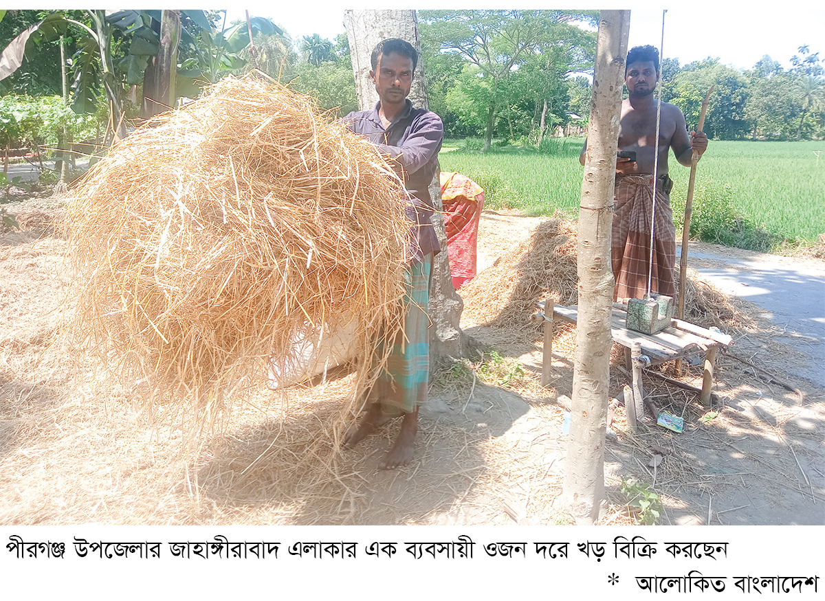 পীরগঞ্জে গো-খাদ্যের সংকট পীরগঞ্জে গো-খাদ্যের সংকট