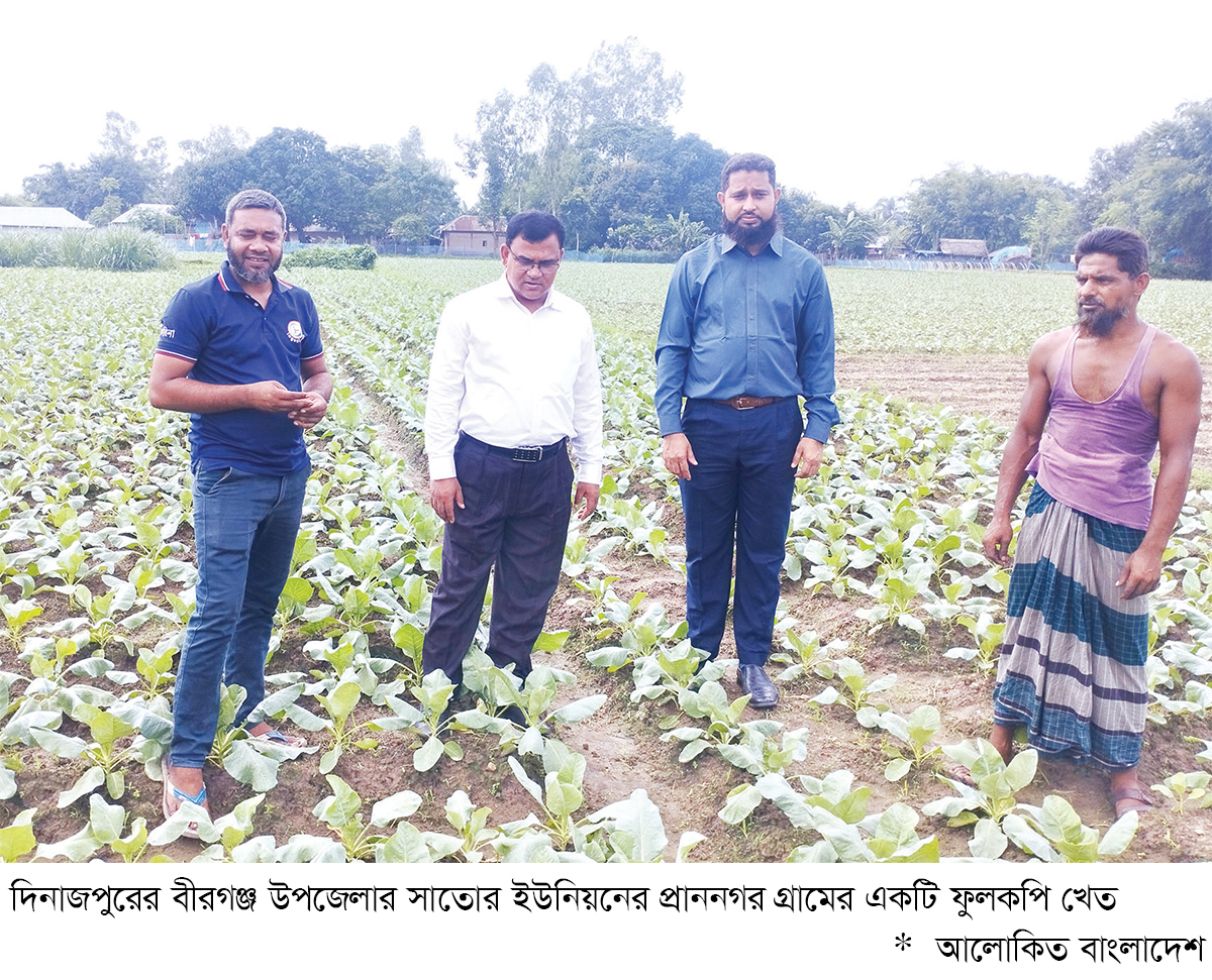 বীরগঞ্জে আগাম ফুলকপি চাষে লাভবান কৃষক বীরগঞ্জে আগাম ফুলকপি চাষে লাভবান কৃষক