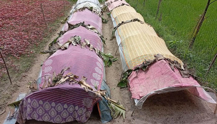 লালমনিরহাটে আগাম জাতের ফুলকপি-বাঁধাকপি চাষে স্বপ্ন দেখছেন চাষিরা