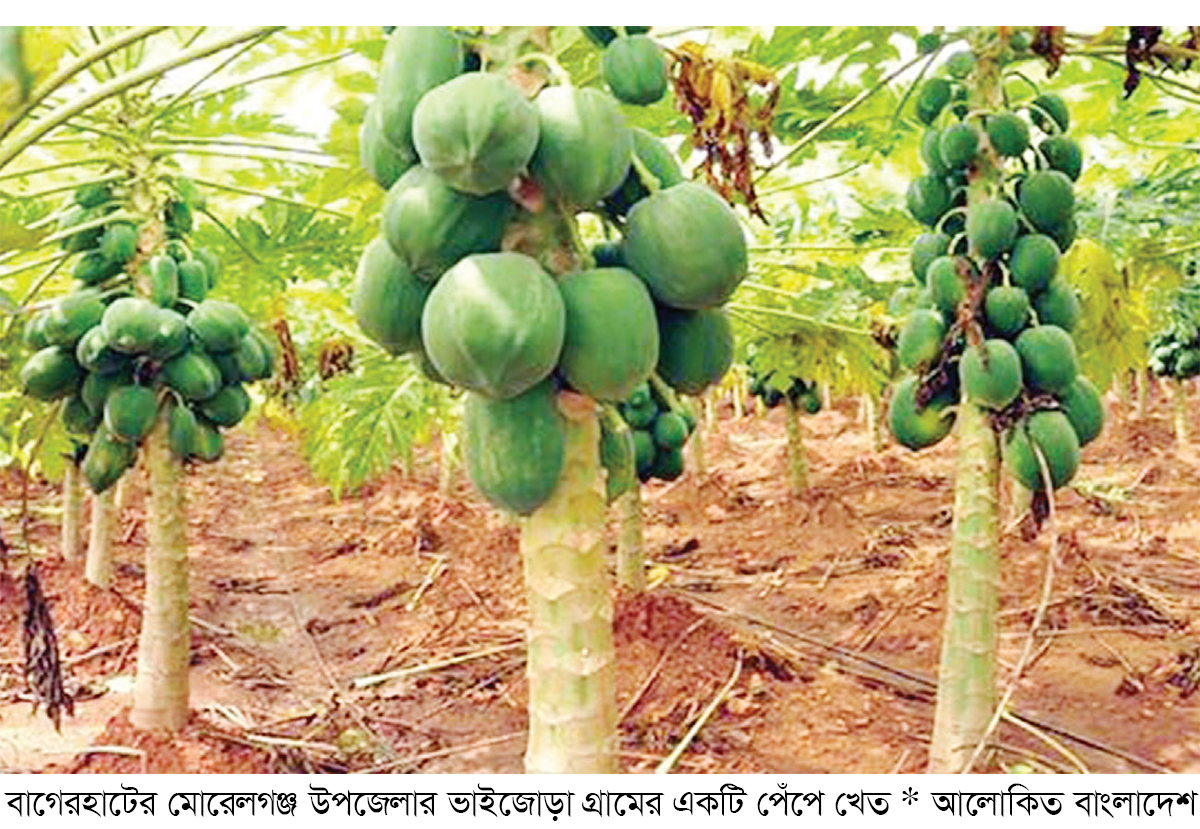 মোরেলগঞ্জে পেঁপের চাষ বাড়ছে মোরেলগঞ্জে পেঁপের চাষ বাড়ছে