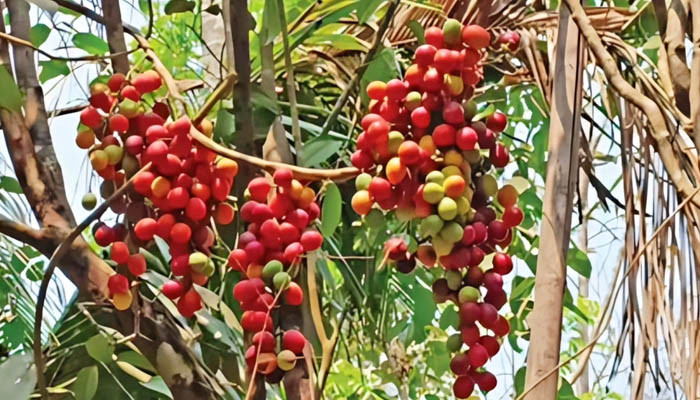 পাহাড়ের ‘রসকো ফল’ উৎপাদনে বাড়ছে বানিজ্যিক সম্ভাবনা পাহাড়ের ‘রসকো ফল’ উৎপাদনে বাড়ছে বানিজ্যিক সম্ভাবনা