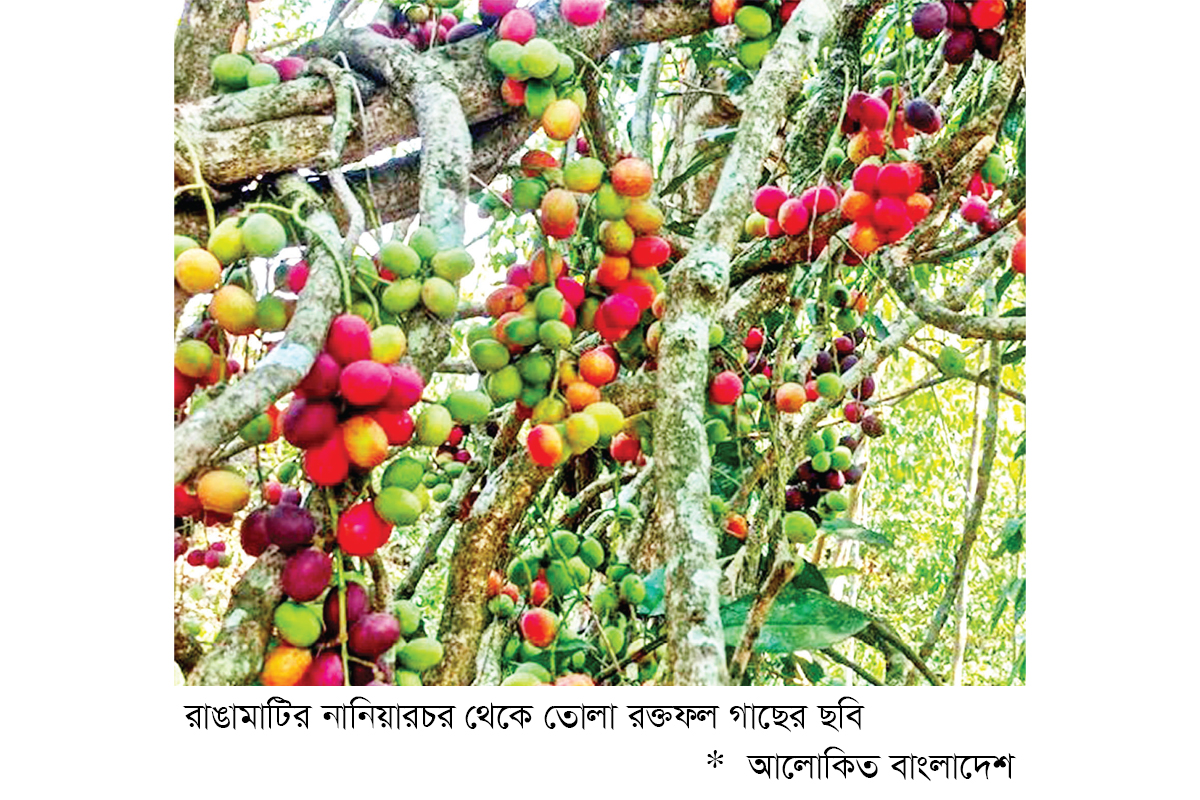 পার্বত্য অঞ্চলে রক্তফলের বাণিজ্যিক সম্ভাবনা পার্বত্য অঞ্চলে রক্তফলের বাণিজ্যিক সম্ভাবনা