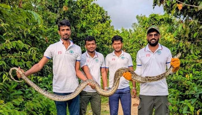 উখিয়ায় লোকালয় থেকে ১০ ফুট দৈর্ঘ্যের অজগর উদ্ধার উখিয়ায় লোকালয় থেকে ১০ ফুট দৈর্ঘ্যের অজগর উদ্ধার