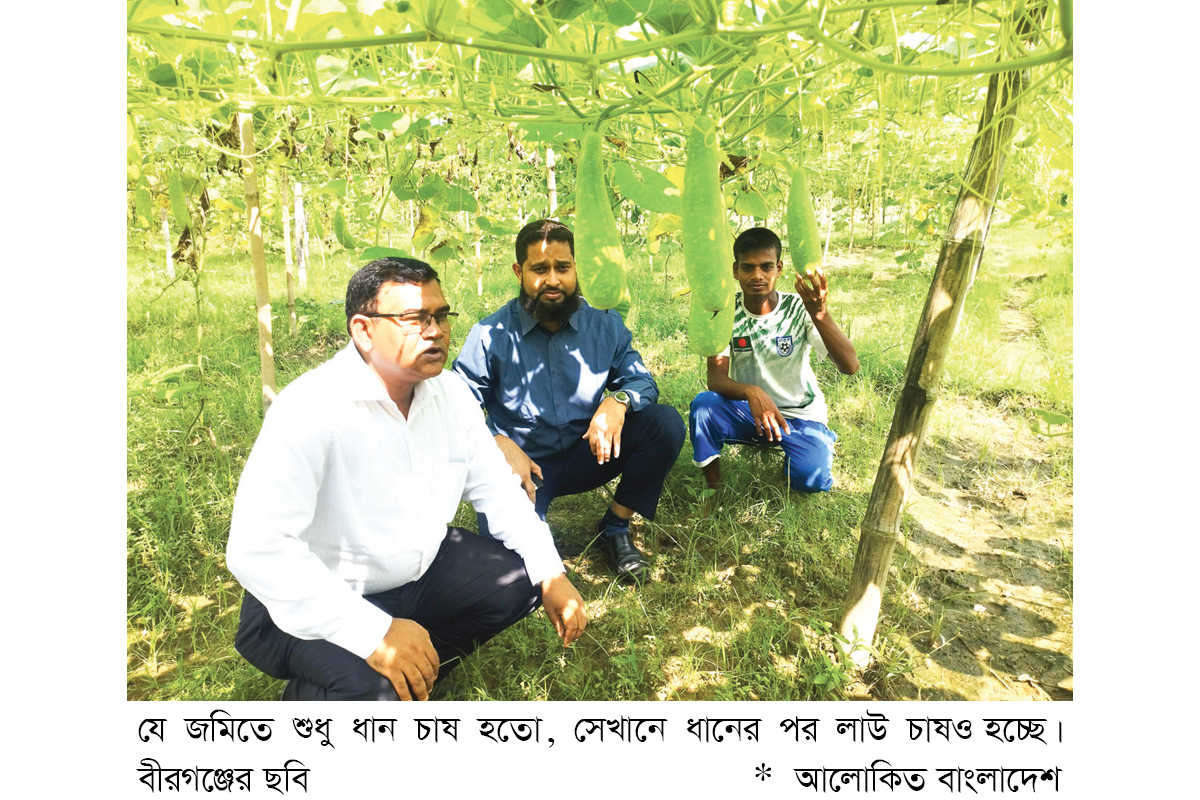 বীরগঞ্জে লাউ চাষে স্বাবলম্বী কৃষক