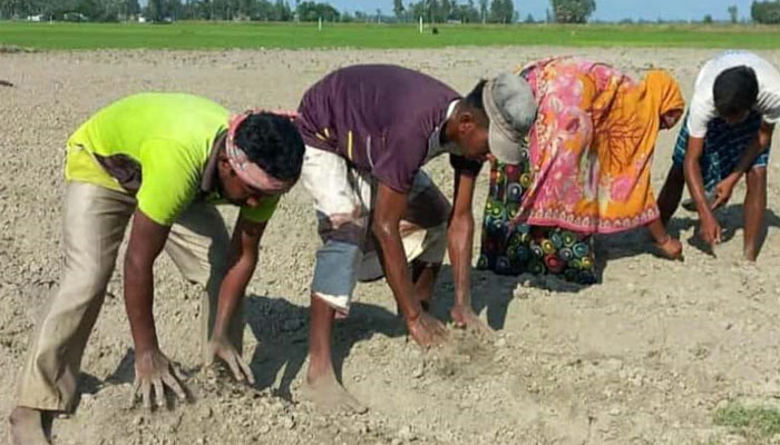 সিরাজগঞ্জে এবার আগাম ক্ষীরা চাষাবাদে ঝুঁকে পড়েছে কৃষকেরা