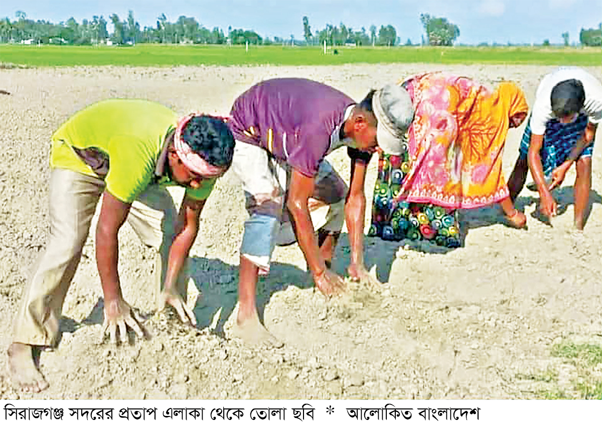 সিরাজগঞ্জে আগাম ক্ষীরা চাষে ঝুঁকছেন কৃষক সিরাজগঞ্জে আগাম ক্ষীরা চাষে ঝুঁকছেন কৃষক