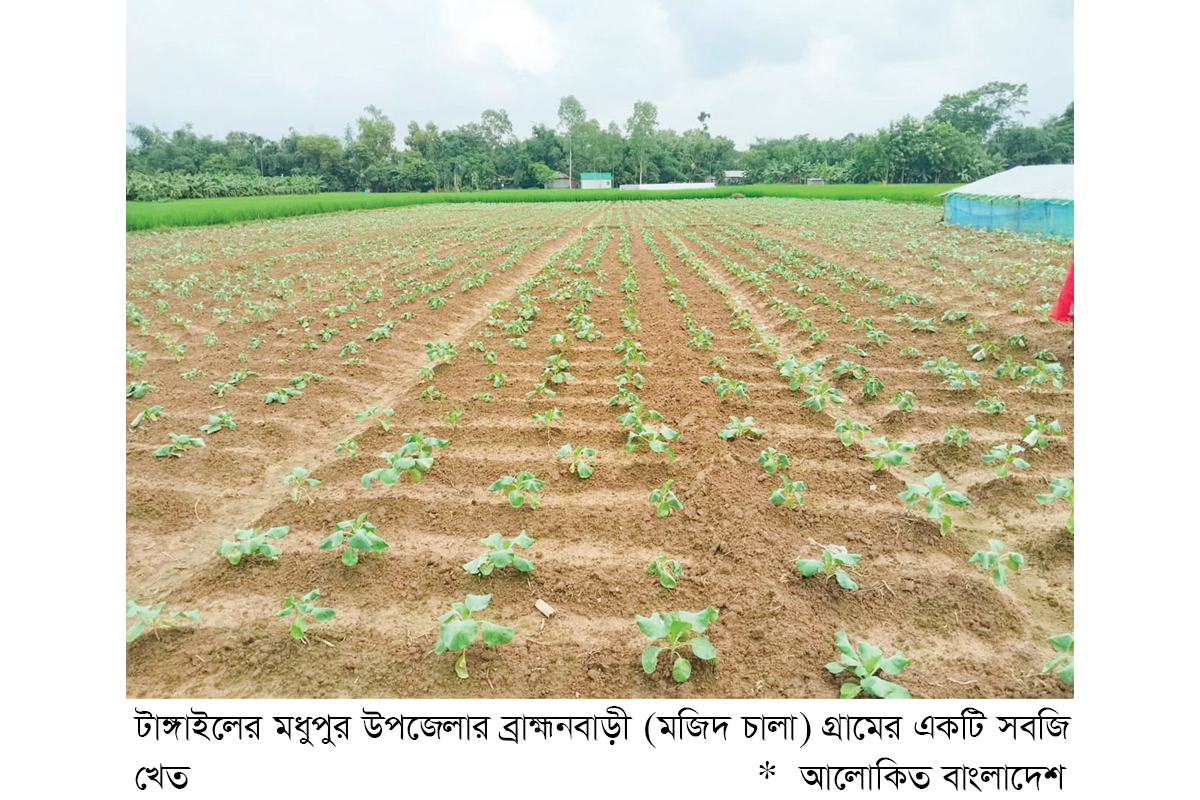 টাঙ্গাইলে শীতের আগাম সবজি চাষে লাভের স্বপ্ন টাঙ্গাইলে শীতের আগাম সবজি চাষে লাভের স্বপ্ন