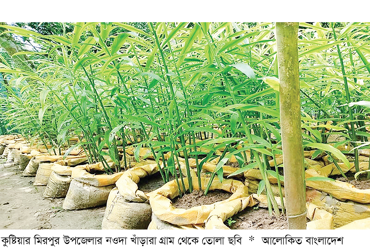 কুষ্টিয়ায় বস্তায় আদা চাষে সাফল্য কুষ্টিয়ায় বস্তায় আদা চাষে সাফল্য