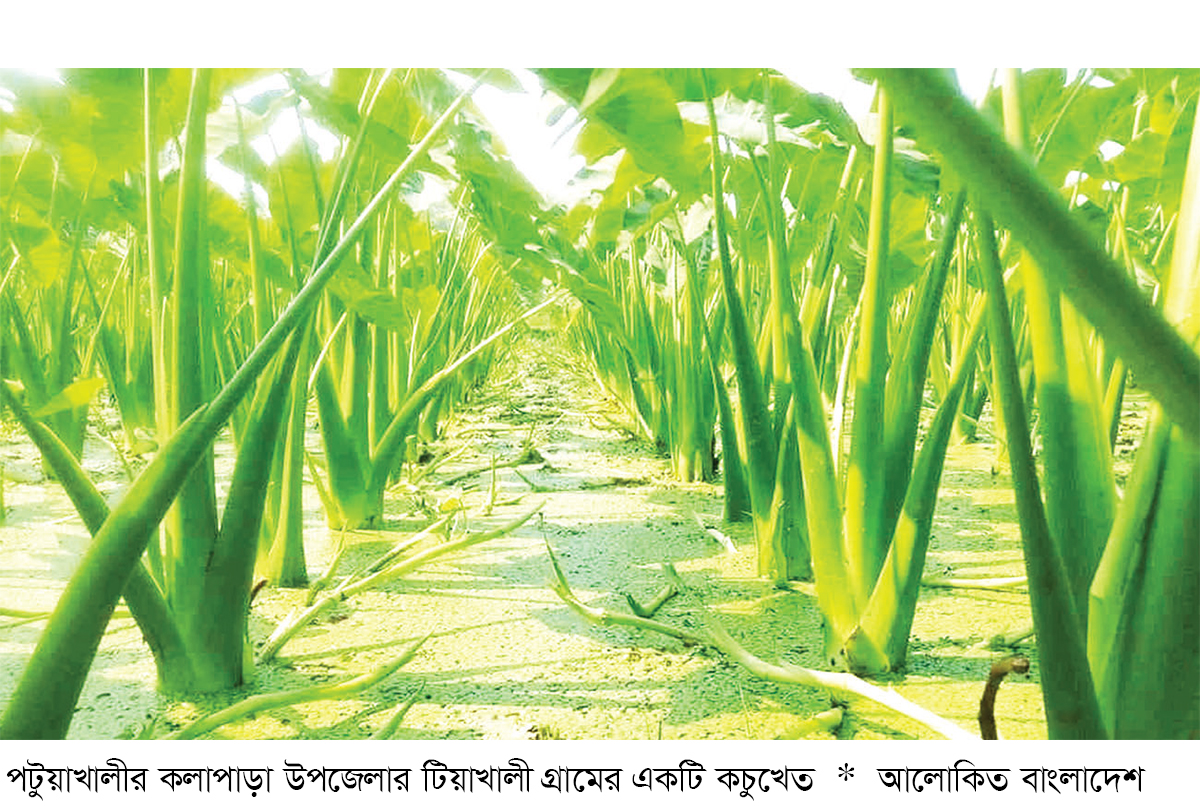 কলাপাড়ায় কচু চাষে সচ্ছলতা ফিরছে কৃষকের কলাপাড়ায় কচু চাষে সচ্ছলতা ফিরছে কৃষকের