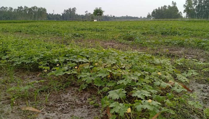 লালমনিরহাটে দেশি জাতের করলা চাষে লাভবান কৃষক