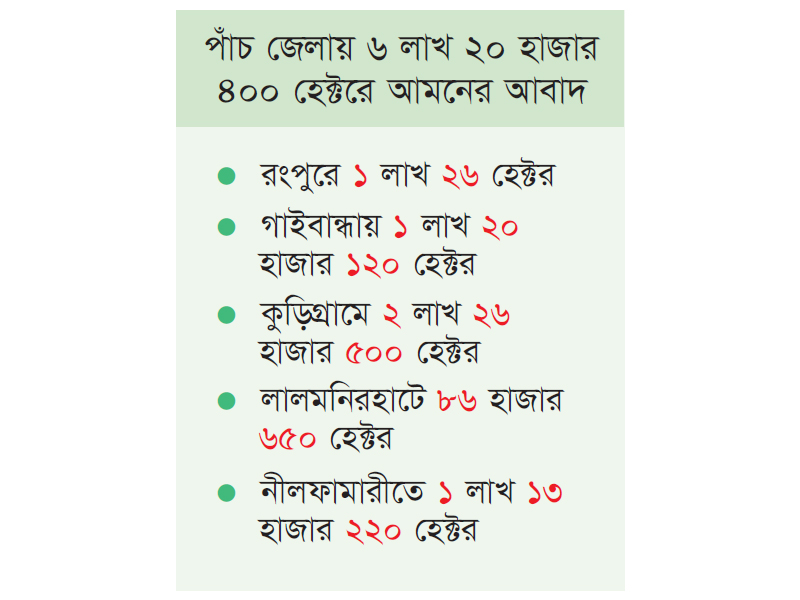 আমনের বাম্পার ফলনের আশায় হাসছে রংপুরের কৃষক