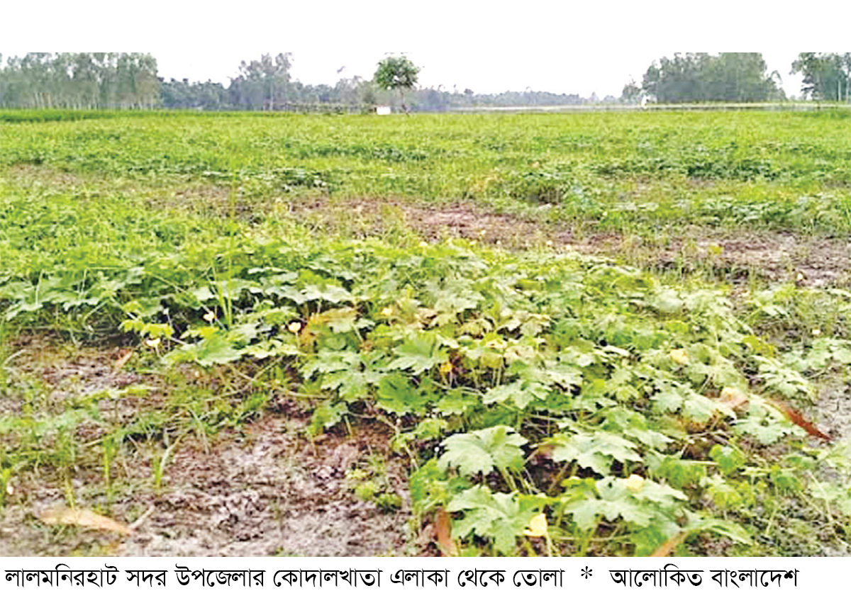 দেশীয় করলা চাষে লাভবান কৃষক দেশীয় করলা চাষে লাভবান কৃষক