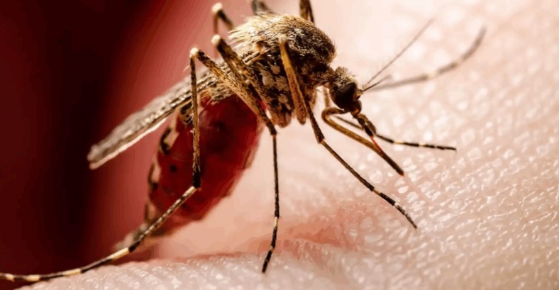 ডেঙ্গুতে মৃত্যুশূন্য, হাসপাতালে ভর্তি ৩৮০ রোগী