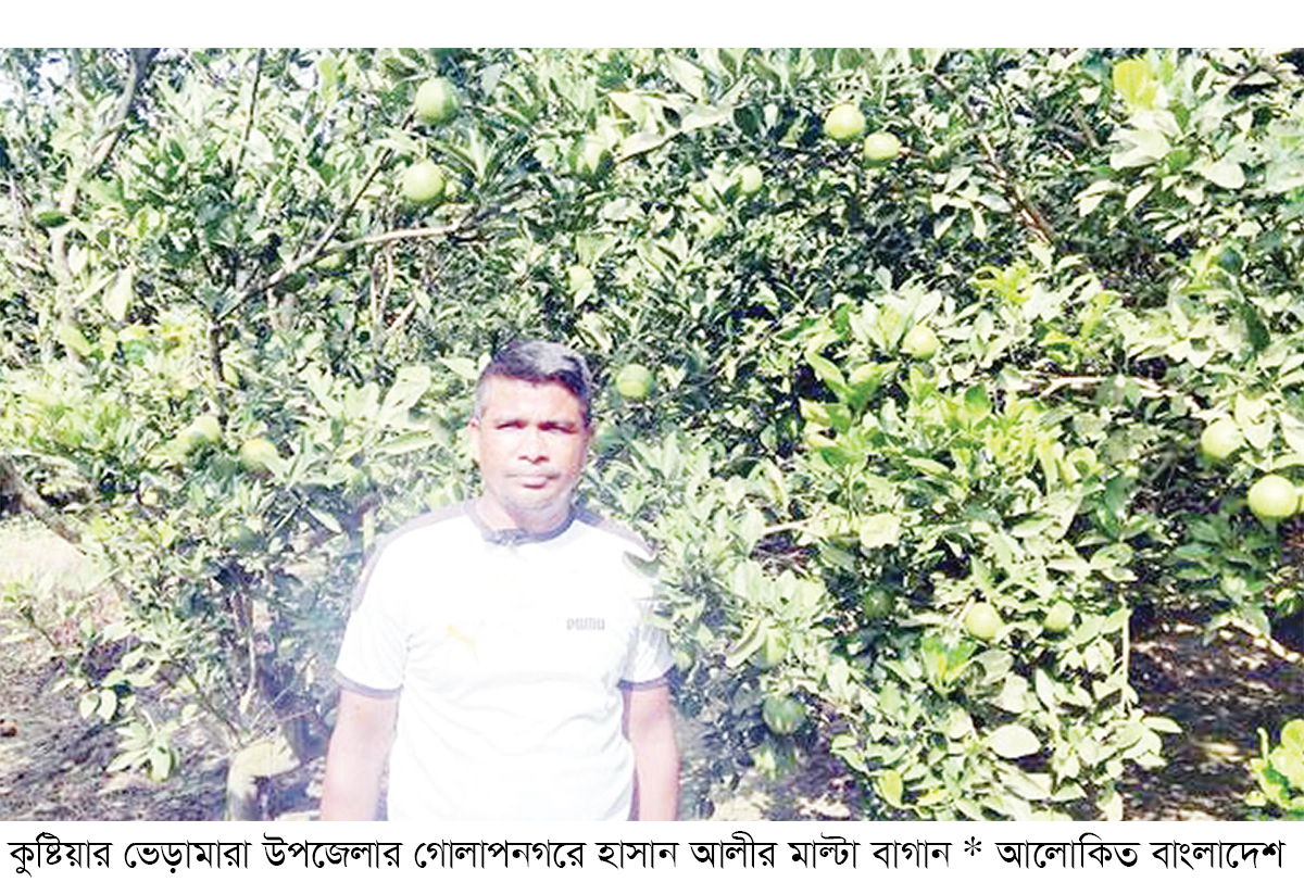 কুষ্টিয়ায় মাল্টা চাষে সাফল্য কুষ্টিয়ায় মাল্টা চাষে সাফল্য