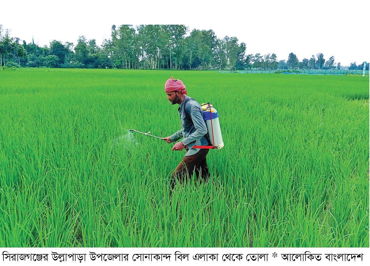 সিরাজগঞ্জে ধান গাছে মাজরা পোকার আক্রমণ সিরাজগঞ্জে ধান গাছে মাজরা পোকার আক্রমণ