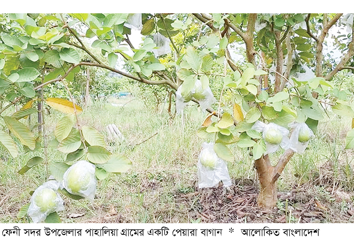 ফেনীতে পতিত জমিতে বাড়ছে পেয়ারা চাষ ফেনীতে পতিত জমিতে বাড়ছে পেয়ারা চাষ