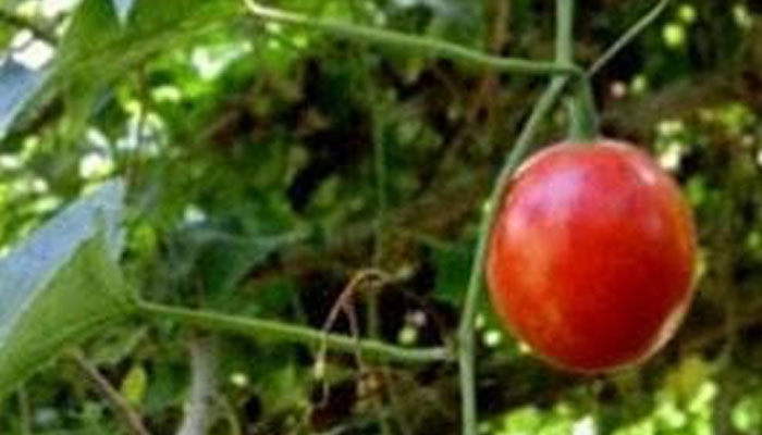 প্রকৃতিতে অস্তিত্ব সংকটে ‘মাকাল ফল’ প্রকৃতিতে অস্তিত্ব সংকটে ‘মাকাল ফল’