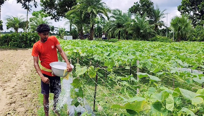 চুয়াডাঙ্গায় তীব্র সারসংকট, সিন্ডিকেটে বিপাকে কৃষক চুয়াডাঙ্গায় তীব্র সারসংকট, সিন্ডিকেটে বিপাকে কৃষক