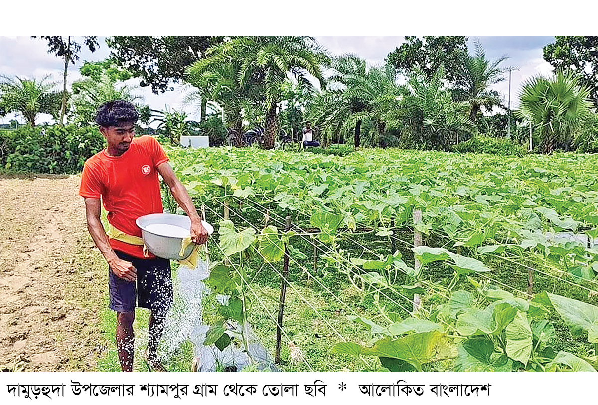চুয়াডাঙ্গায় সারের তীব্র সংকট সিন্ডিকেটে বিপাকে কৃষক চুয়াডাঙ্গায় সারের তীব্র সংকট সিন্ডিকেটে বিপাকে কৃষক