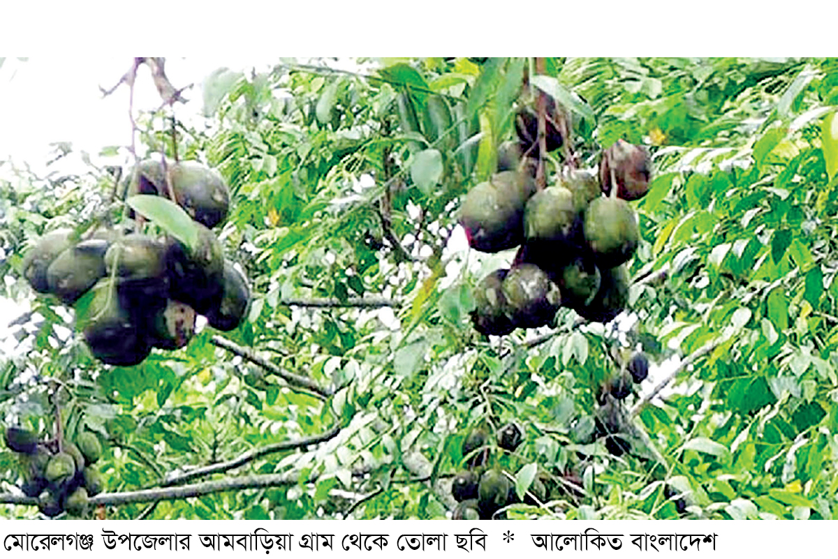 সুন্দরবন উপকূলে আমড়ার ফলন ও দামে খুশি কৃষক সুন্দরবন উপকূলে আমড়ার ফলন ও দামে খুশি কৃষক