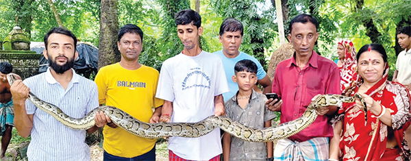 বার্মিজ অজগর উদ্ধার করেছে ওয়াইল্ড লাইফ অ্যান্ড স্নেক রেসকিউ টিম বার্মিজ অজগর উদ্ধার করেছে ওয়াইল্ড লাইফ অ্যান্ড স্নেক রেসকিউ টিম
