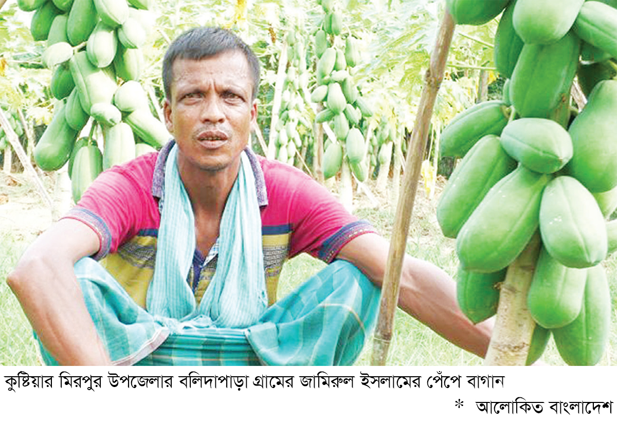 তামাক চাষ ছেড়ে পেঁপেতে বাজিমাত তামাক চাষ ছেড়ে পেঁপেতে বাজিমাত