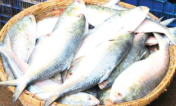 ১২ দিনে বেনাপোল দিয়ে গেছে ৯৯ টন ইলিশ ১২ দিনে বেনাপোল দিয়ে গেছে ৯৯ টন ইলিশ