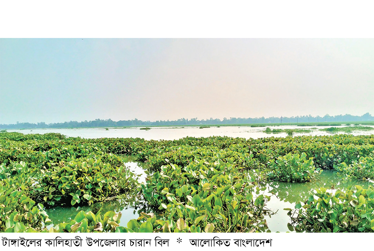 জীববৈচিত্র্য হারাচ্ছে টাঙ্গাইলের ঐতিহ্যবাহী চারান বিল জীববৈচিত্র্য হারাচ্ছে টাঙ্গাইলের ঐতিহ্যবাহী চারান বিল