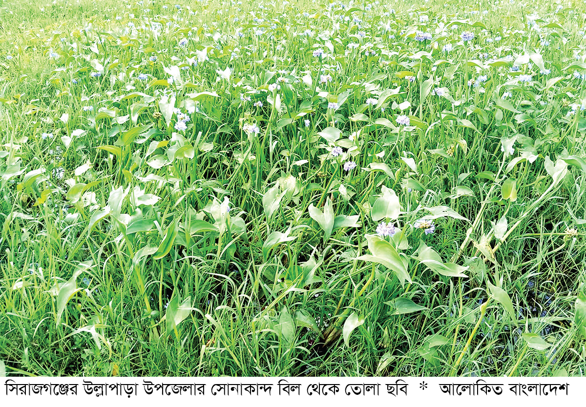 শাপলা ছাড়া সোনাকান্দ বিলের নতুন রূপ শাপলা ছাড়া সোনাকান্দ বিলের নতুন রূপ