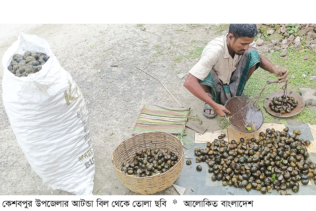 কেশবপুরে অবাধে শামুক নিধন দ্রুত ব্যবস্থা নেওয়ার দাবি কেশবপুরে অবাধে শামুক নিধন দ্রুত ব্যবস্থা নেওয়ার দাবি