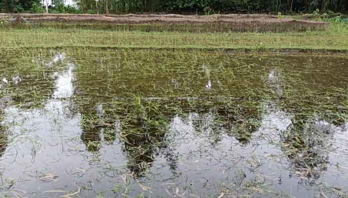 কুড়িগ্রামে বন্যায় ৫ কোটি টাকার ফসলের ক্ষতি কুড়িগ্রামে বন্যায় ৫ কোটি টাকার ফসলের ক্ষতি