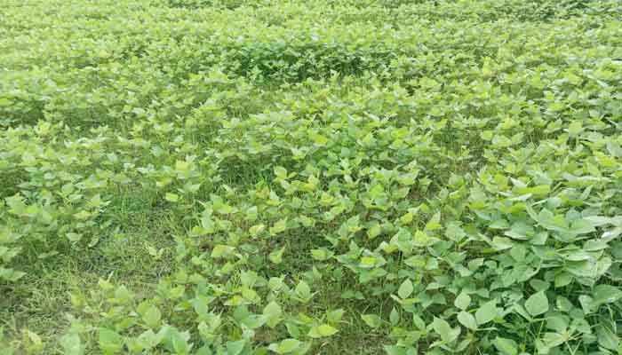 সিরাজগঞ্জে আগাম মাসকালাই চাষাবাদে বাম্পার ফলনের আশা সিরাজগঞ্জে আগাম মাসকালাই চাষাবাদে বাম্পার ফলনের আশা