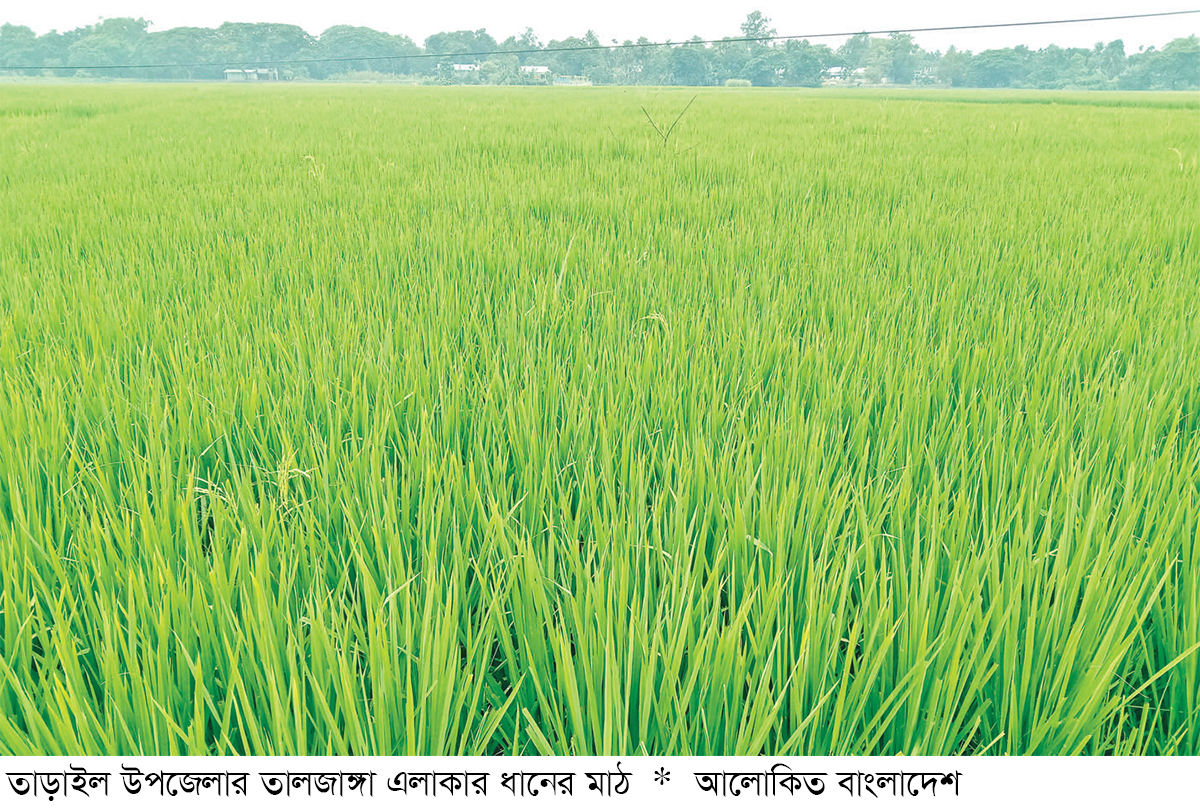 তাড়াইলে আমন ধান গাছের পরিচর্যায় ব্যস্ত কৃষক