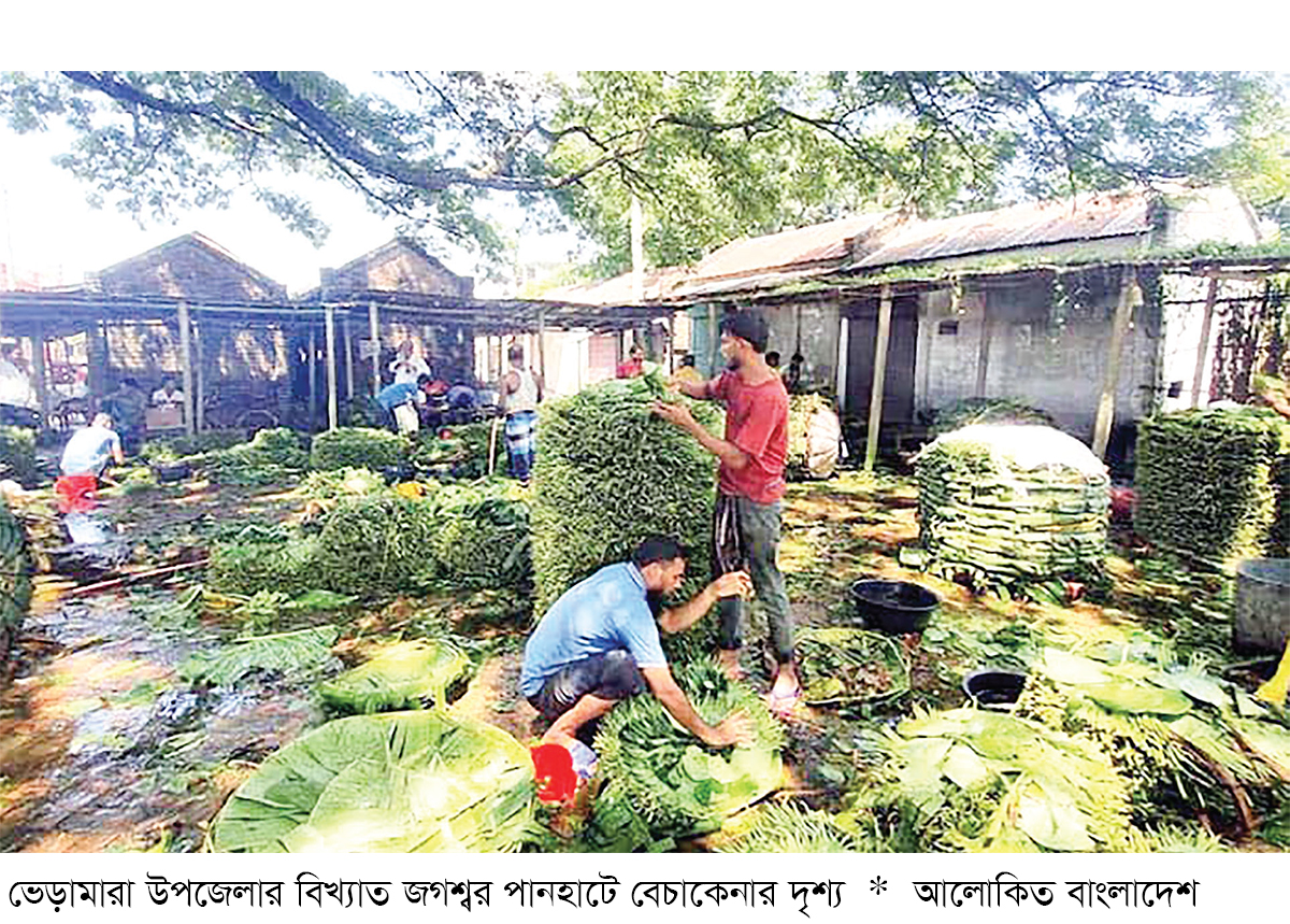 কুষ্টিয়ায় পান চাষে কৃষকের আগ্রহ কমছে কুষ্টিয়ায় পান চাষে কৃষকের আগ্রহ কমছে
