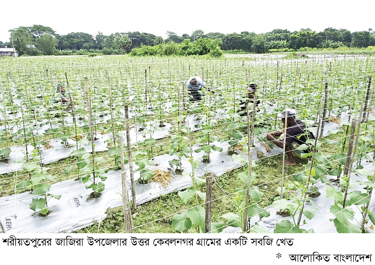 শীতকালীন আগাম সবজি আবাদে লাভবান কৃষক শীতকালীন আগাম সবজি আবাদে লাভবান কৃষক
