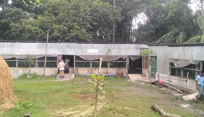 ঈশ্বরগঞ্জে খামার থেকে ৮ গরু চুরি, আতঙ্কিত খামারিরা ঈশ্বরগঞ্জে খামার থেকে ৮ গরু চুরি, আতঙ্কিত খামারিরা