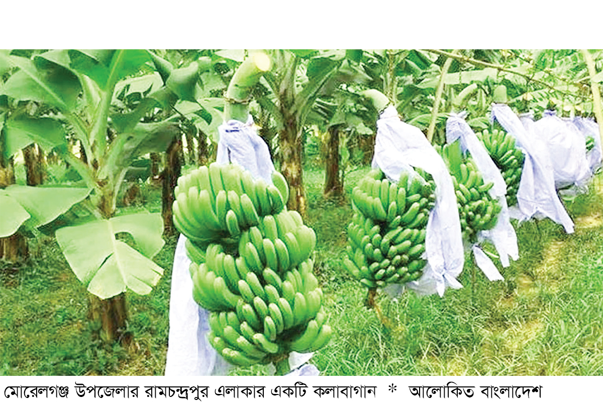 মোরেলগঞ্জে কলার বাম্পার ফলন মোরেলগঞ্জে কলার বাম্পার ফলন