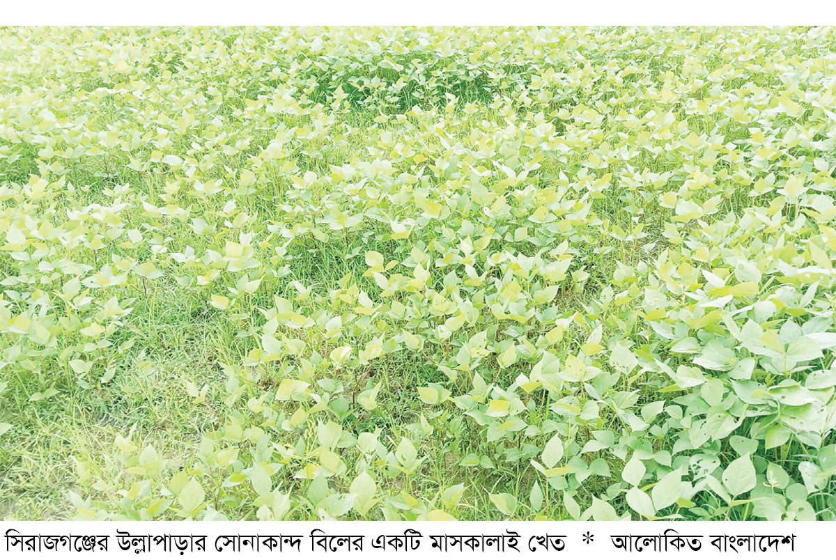 সিরাজগঞ্জে মাসকালাইয়ের আবাদ বাড়ছে সিরাজগঞ্জে মাসকালাইয়ের আবাদ বাড়ছে