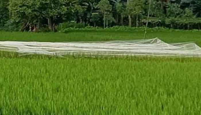 ধানক্ষেতে পাখির উপদ্রব ঠেকাতে দেওয়া হচ্ছে নেট ধানক্ষেতে পাখির উপদ্রব ঠেকাতে দেওয়া হচ্ছে নেট