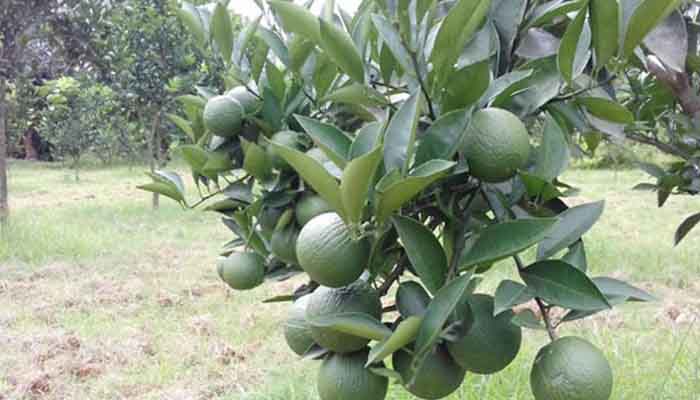 চুয়াডাঙ্গায় বারোমাসি মাল্টা চাষে করে সফল চুয়াডাঙ্গায় বারোমাসি মাল্টা চাষে করে সফল