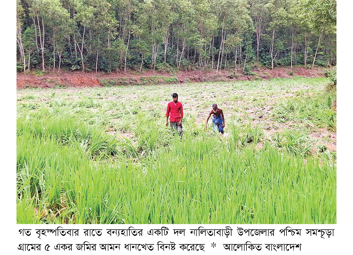 শেরপুরে ধানখেতে হাতির তাণ্ডব শেরপুরে ধানখেতে হাতির তাণ্ডব