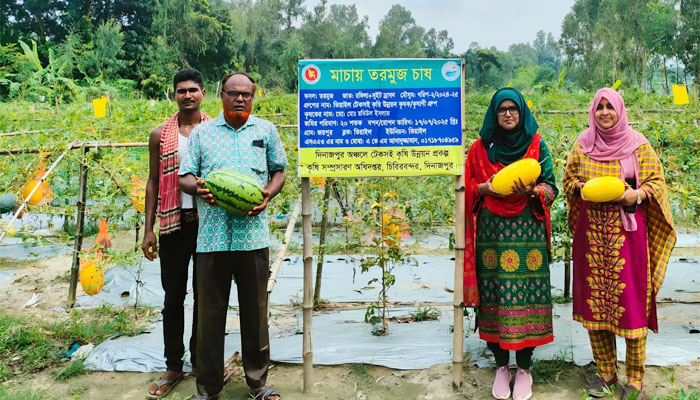 দিনাজপুরে মাচা পদ্ধতিতে তরমুজ চাষে সাফল্য রবিউলের দিনাজপুরে মাচা পদ্ধতিতে তরমুজ চাষে সাফল্য রবিউলের
