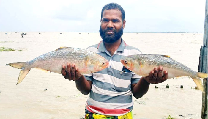 ভোলার মেঘনায় জেলেদের জালে দুই রাজা ইলিশ ভোলার মেঘনায় জেলেদের জালে দুই রাজা ইলিশ