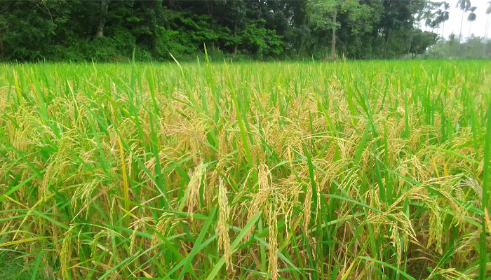 লালমনিরহাটের মাঠ জুড়ে শোভা পাচ্ছে সোনালী ধানের শীষ