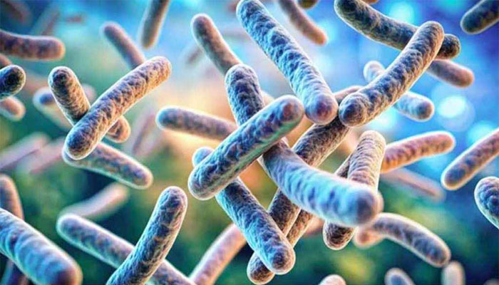 রংপুরে অ্যানথ্রাক্সে শতাধিক গরু নিহত, আক্রান্ত অর্ধশতাধিক মানুষ রংপুরে অ্যানথ্রাক্সে শতাধিক গরু নিহত, আক্রান্ত অর্ধশতাধিক মানুষ