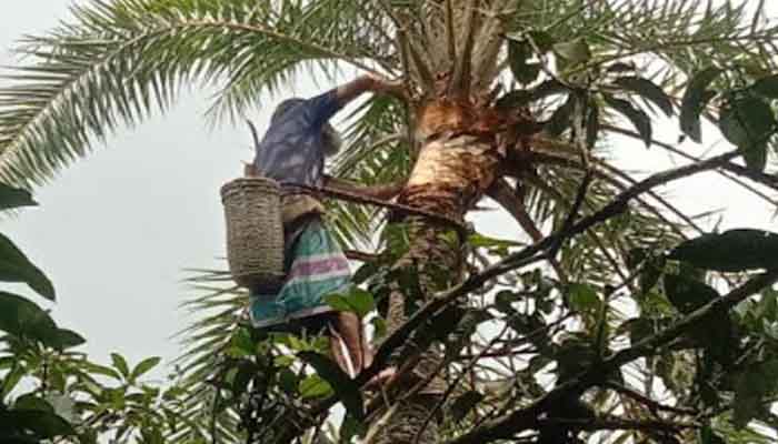 খেজুর গাছ পরিচর্যায় ব্যস্ত রাজশাহীর গাছিরা খেজুর গাছ পরিচর্যায় ব্যস্ত রাজশাহীর গাছিরা